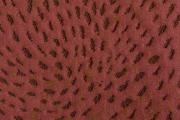 Ter Molst-Swirl-393106-Merlot